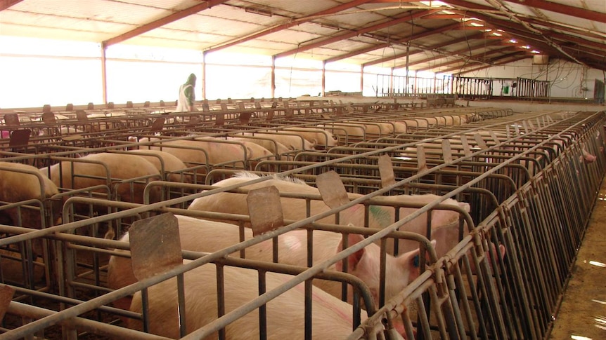 Sow stalls for six weeks