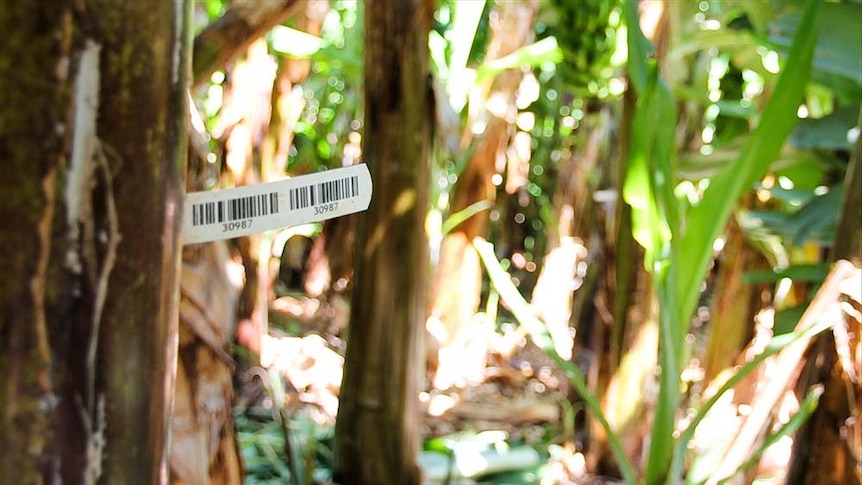 Barcode tag on banana tree on Munro's Plantation