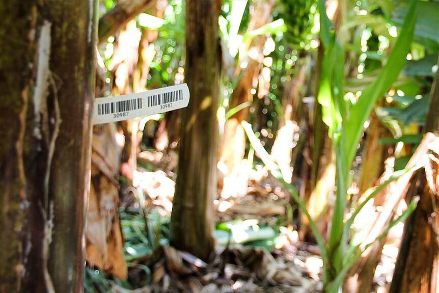 Barcode tag on banana tree on Munro's Plantation