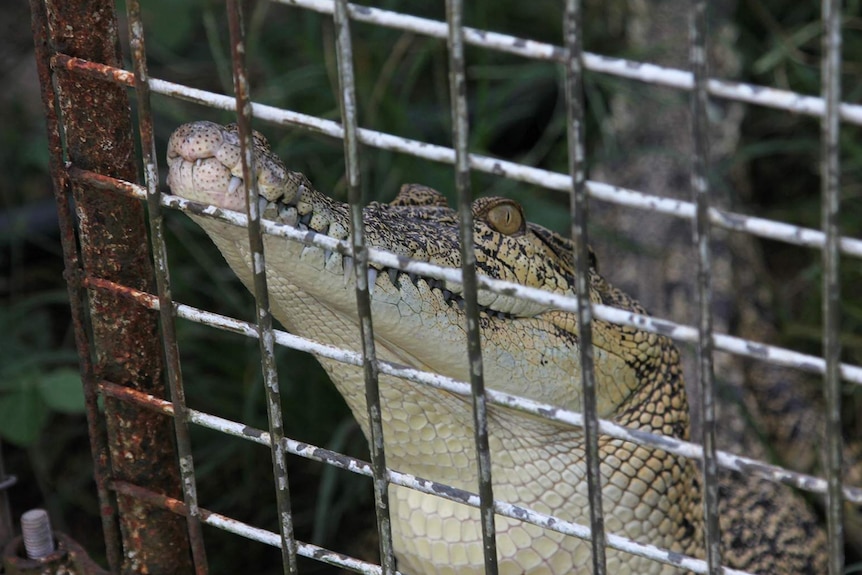 A photo of a small crocodile leaning up against a fence.