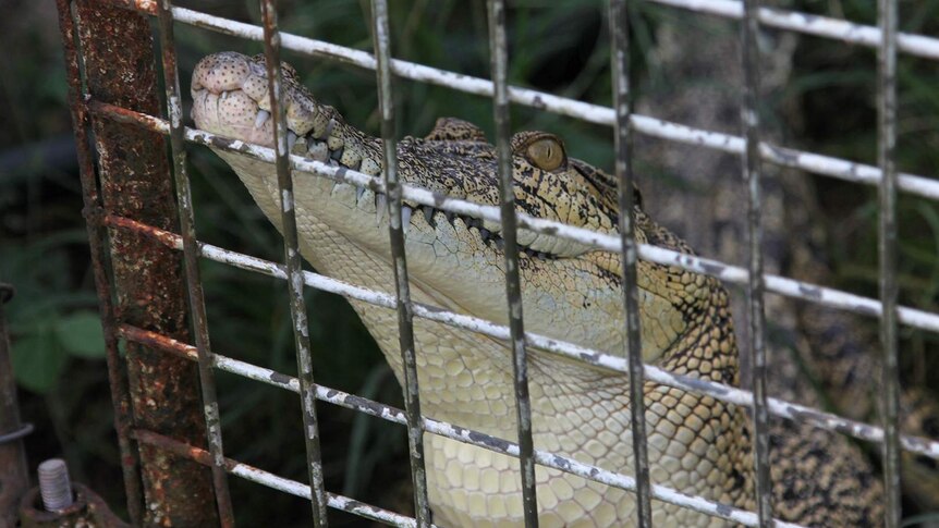 A photo of a small crocodile leaning up against a fence.