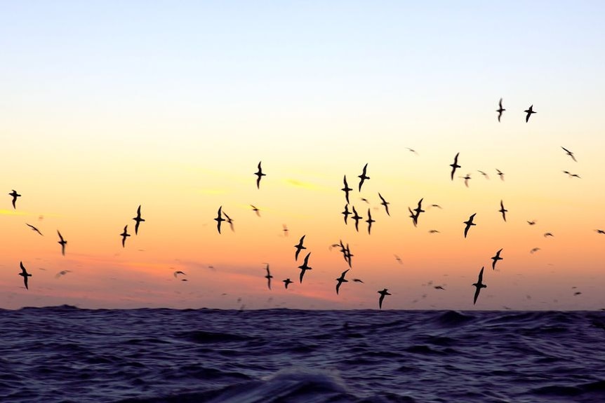 Shearwater fledglings take flight