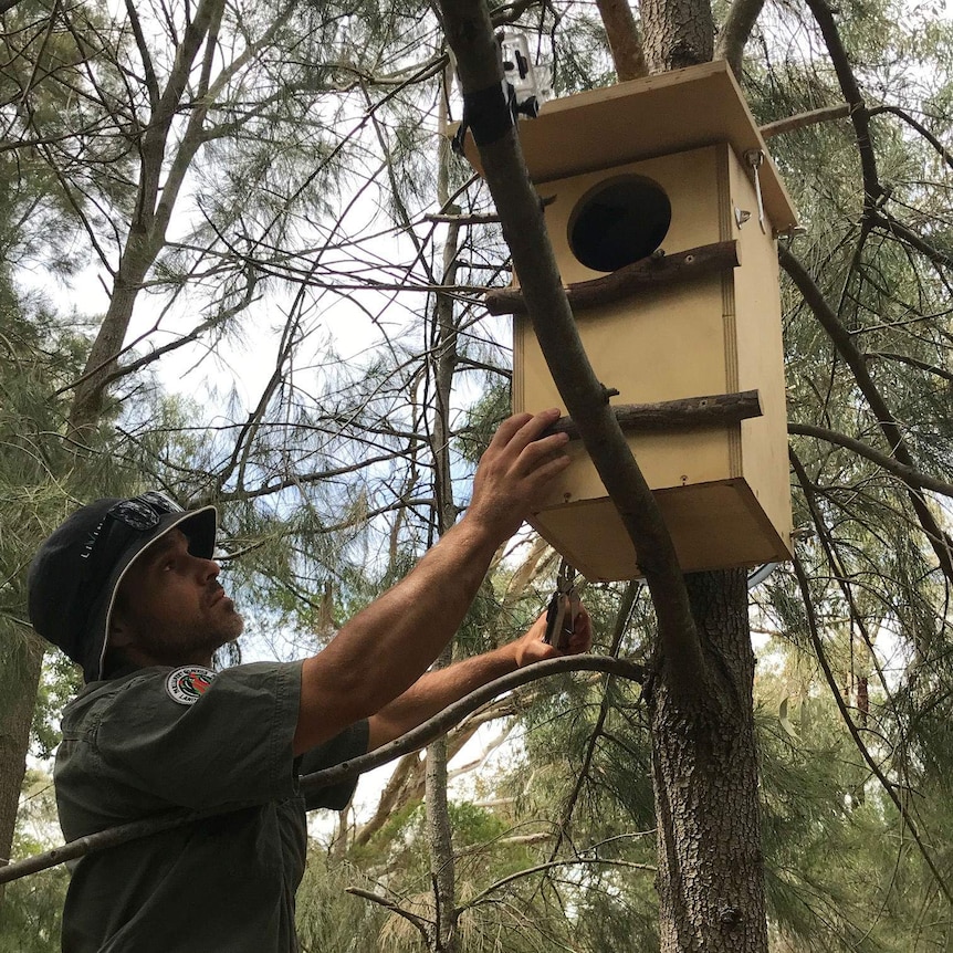 A bearded man wearing a bucket hat and uniform reaches up into a tree to secure a possum box