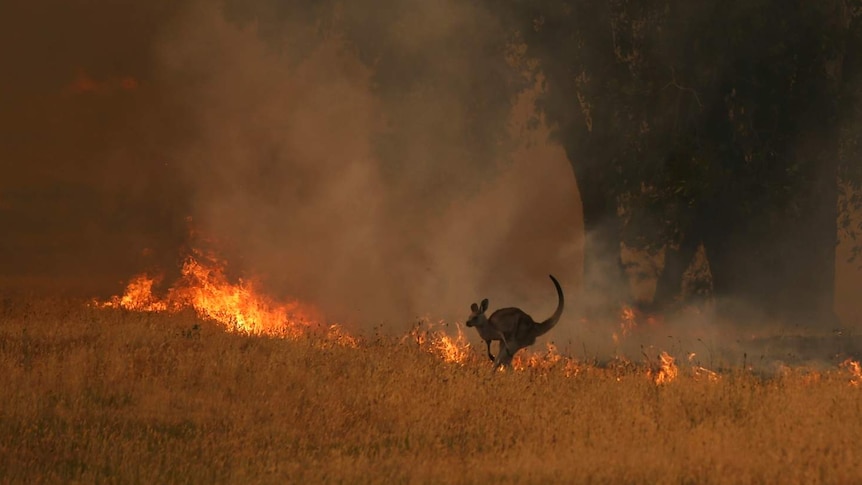 Kangaroo runs away from fire