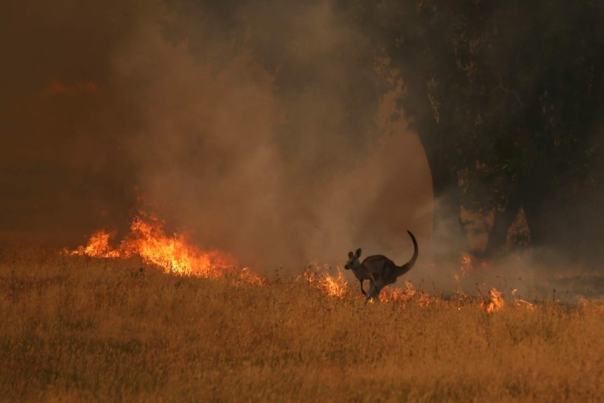 Kangaroo runs away from fire