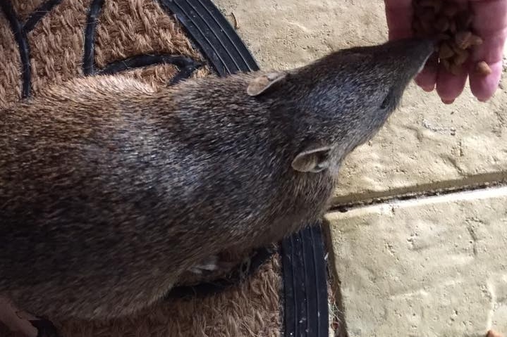 Giants rats in the backyard? They might be quendas just looking for a home  - ABC News