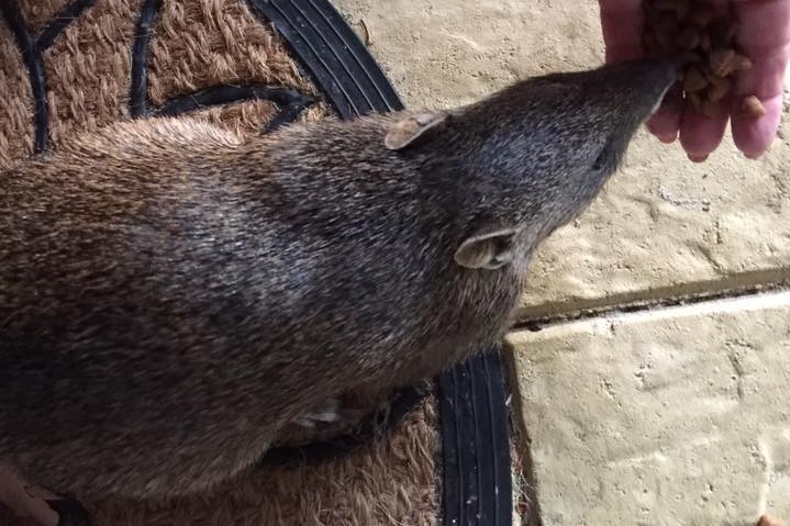 A friendly quenda in Glen Forest, in the Perth hills.