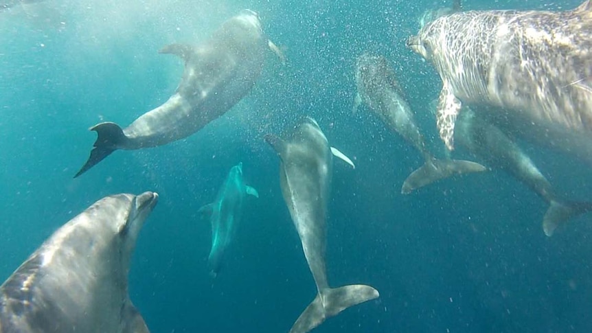 Dolphins swim in Hobart's River Derwent.