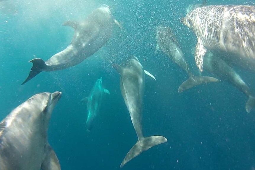 Group of dolphins swimming