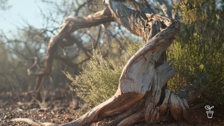 Curved trunk of tree in bush landscape with gravel soil