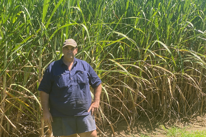 John Muscat stands in front of a cane crop with his hand on his hip.