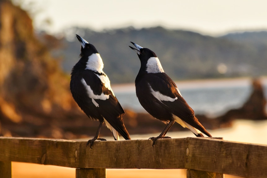 Two black and white birds sitting on a wooden fence by the beach