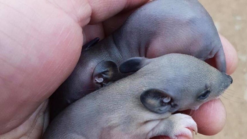 Two baby bandicoots in someone's hand.