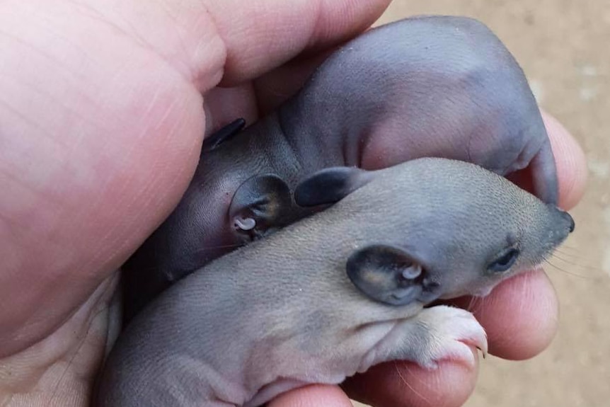 Two baby bandicoots in someone's hand.