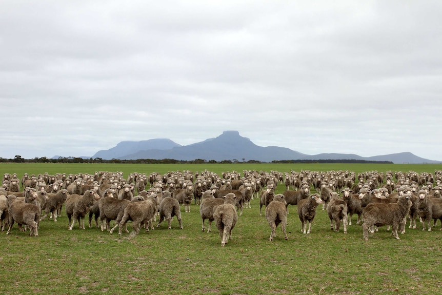 A flock of sheep grazing on green grass with mountains in the background.
