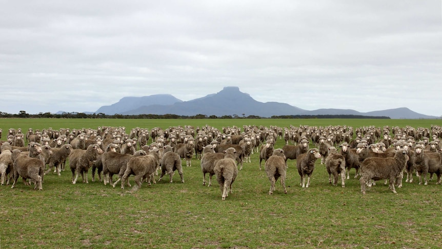 A flock of sheep grazing on green grass with mountains in the background.