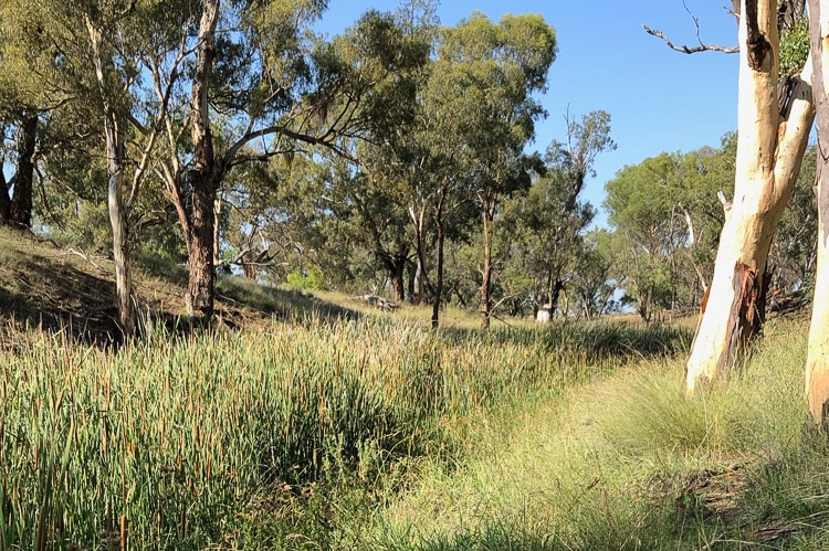 A creek bed covered in grasses, slowing down water and inhibiting erosion