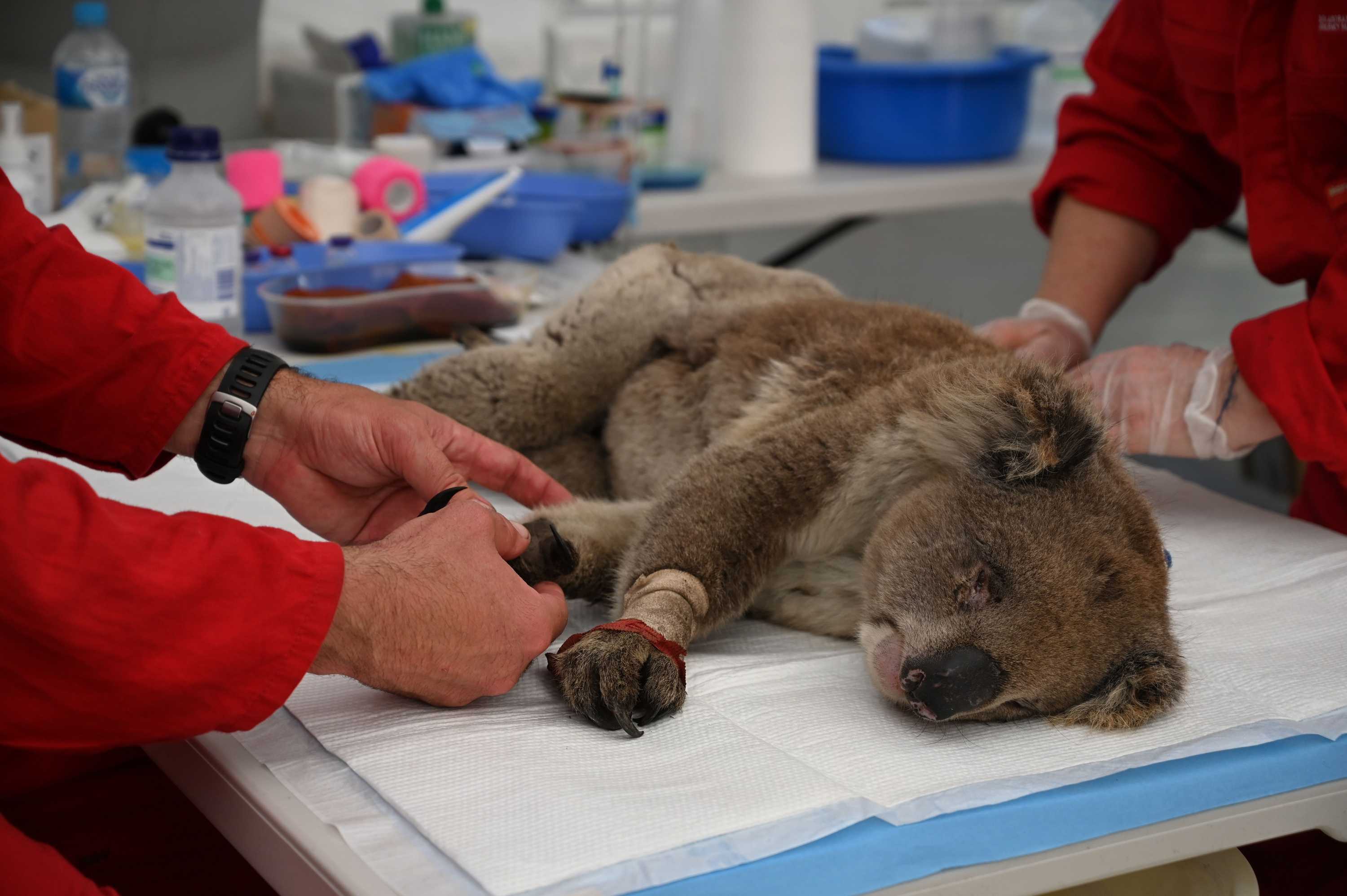 NSW Koalas set to extinct by 2050, inquiry reveals triple j