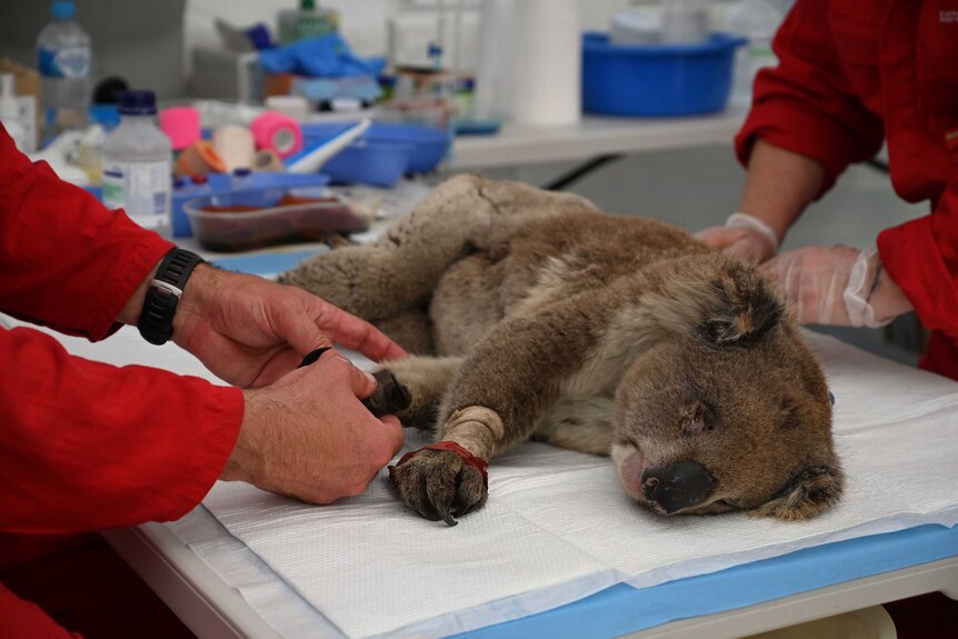 A koala receiving treatment after being burnt in the 2019/20 bushfires