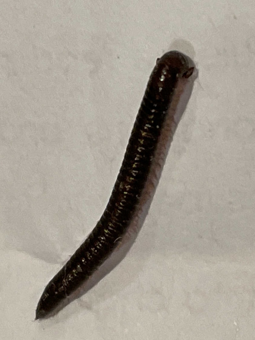 millipede canberra