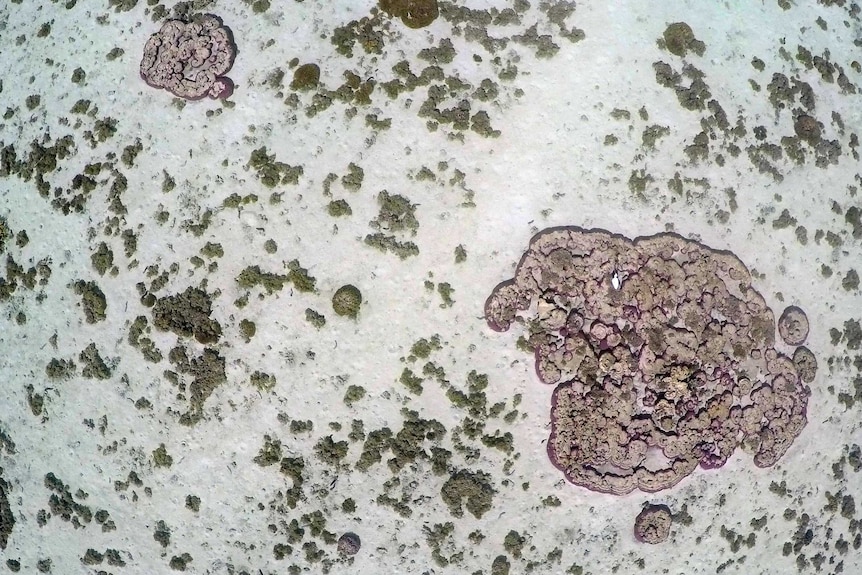 Coral and algae in the Great Barrier Reef