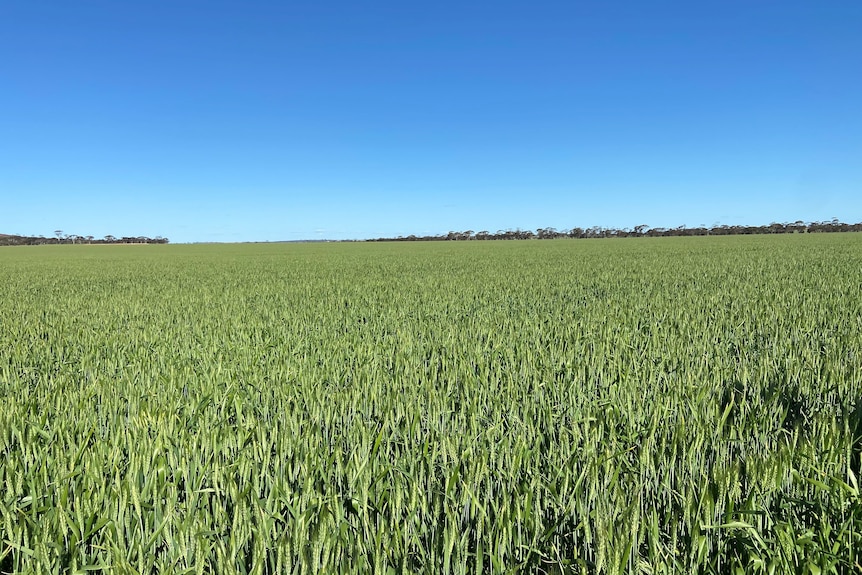 grain field with blue sky
