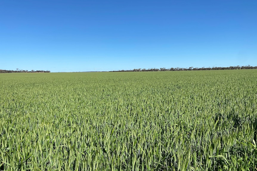 Campo de grano con cielo azul