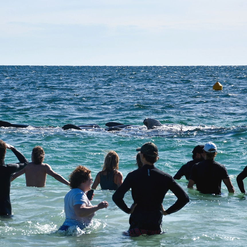 A line of people stand in the water watching whales move out to sea.