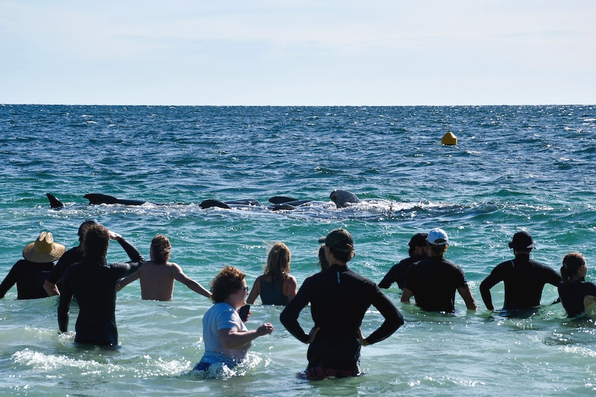 A line of people stand in the water watching whales move out to sea.