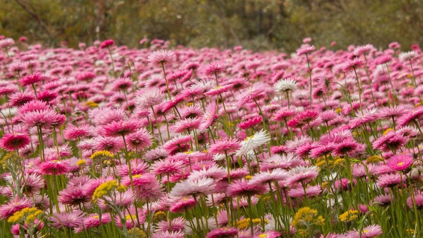 Field of pink everlastings at the Kings Park Festival.