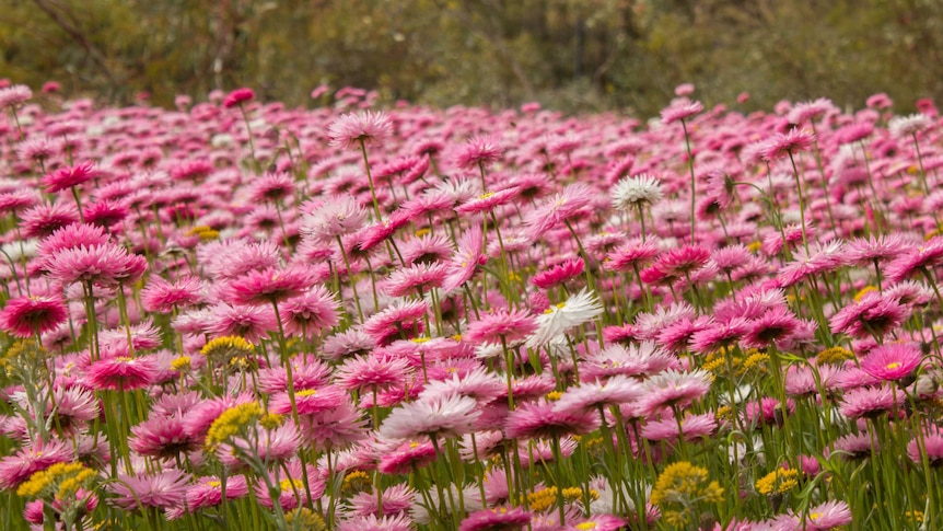 Kings Park And Botanic Garden Events