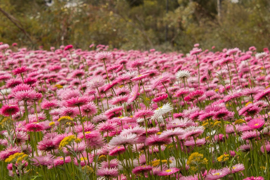 Field of pink everlastings at the Kings Park Festival.