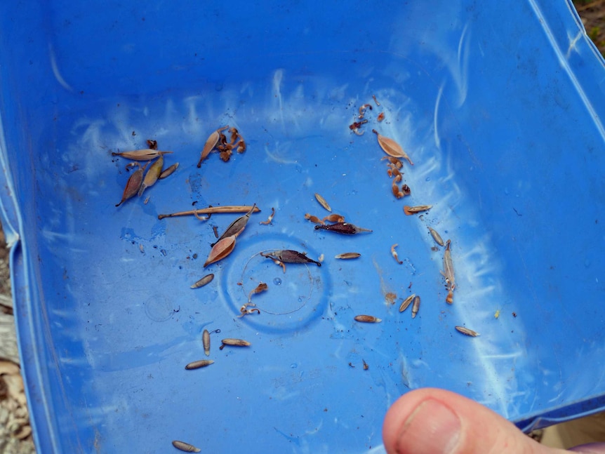 A small collection of seeds in a blue container