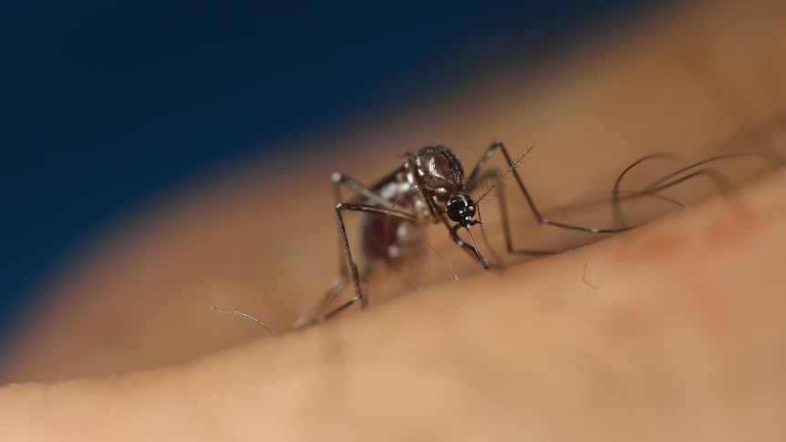 A close-up of a mosquito on someone's skin.