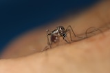 A close-up of a mosquito on someone's skin.