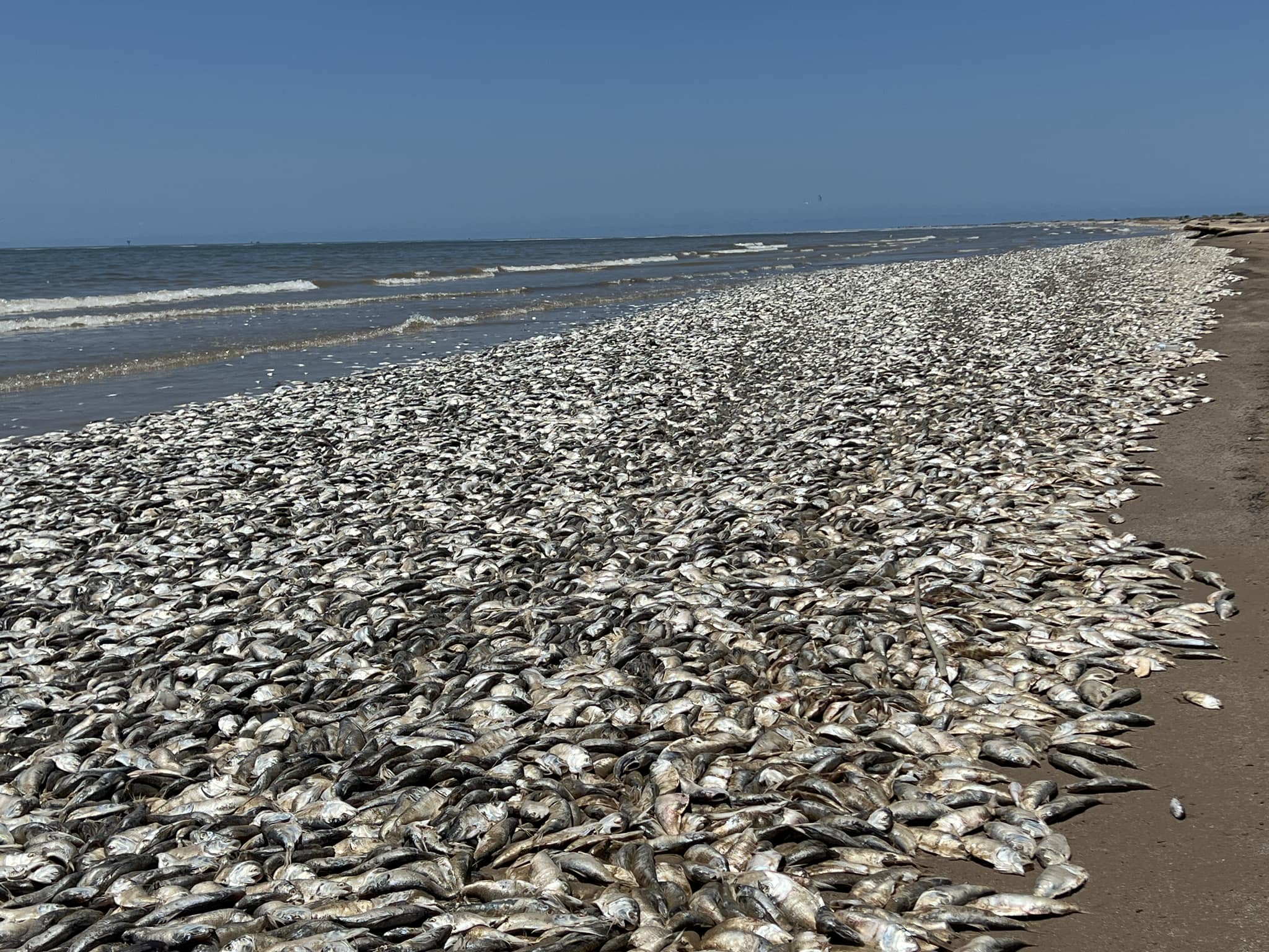A vast number of silvery dead fish lie spread out over a beach, covering every available surface.