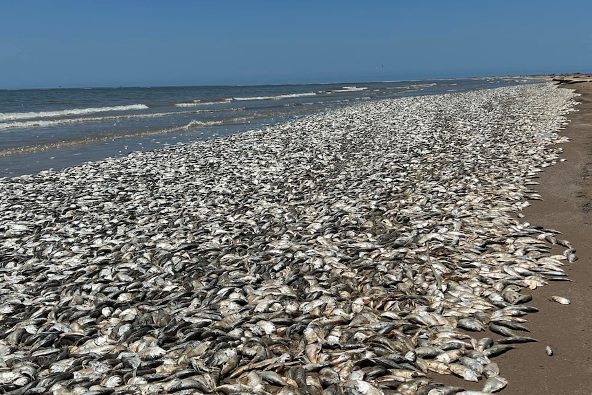 A vast number of silvery dead fish lie spread out over a beach, covering every available surface.
