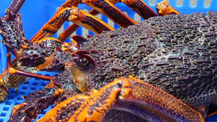 A close-up of a rock lobster in a blue crate.