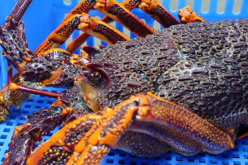 A close-up of a rock lobster in a blue crate.