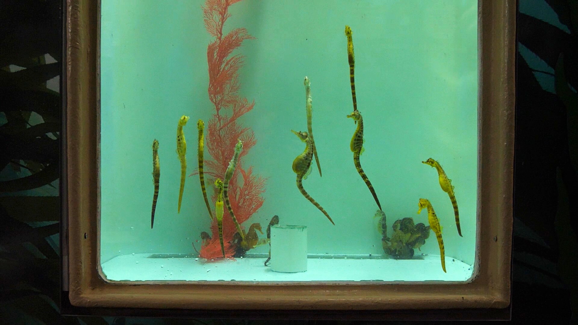 Um aquário com dez cavalos-marinhos e alguns corais no seu interior.