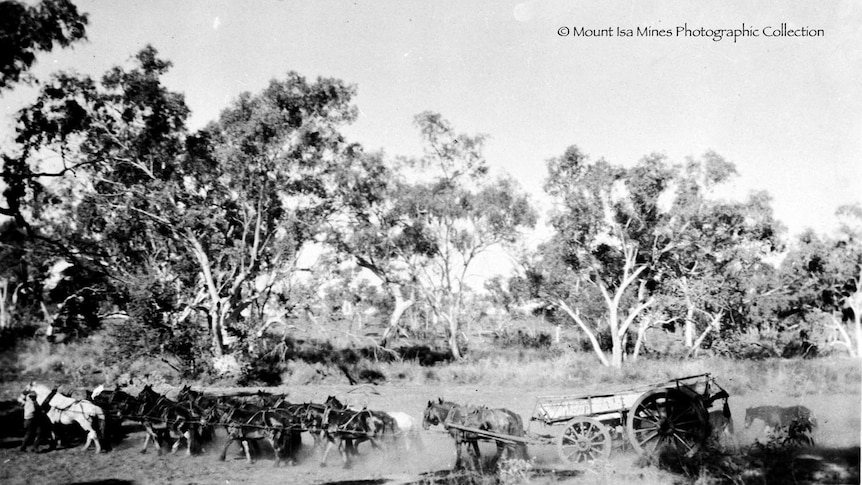 Black and white photograph of the bush, and horse teams lugging carts of ore.
