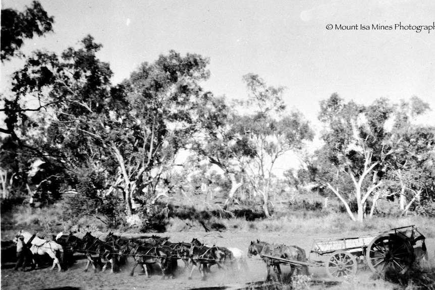 Black and white photograph of the bush, and horse teams lugging carts of ore.