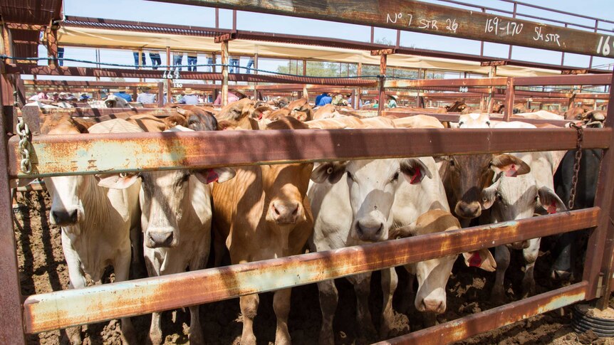 Cattle in pens at the Longreach saleyards