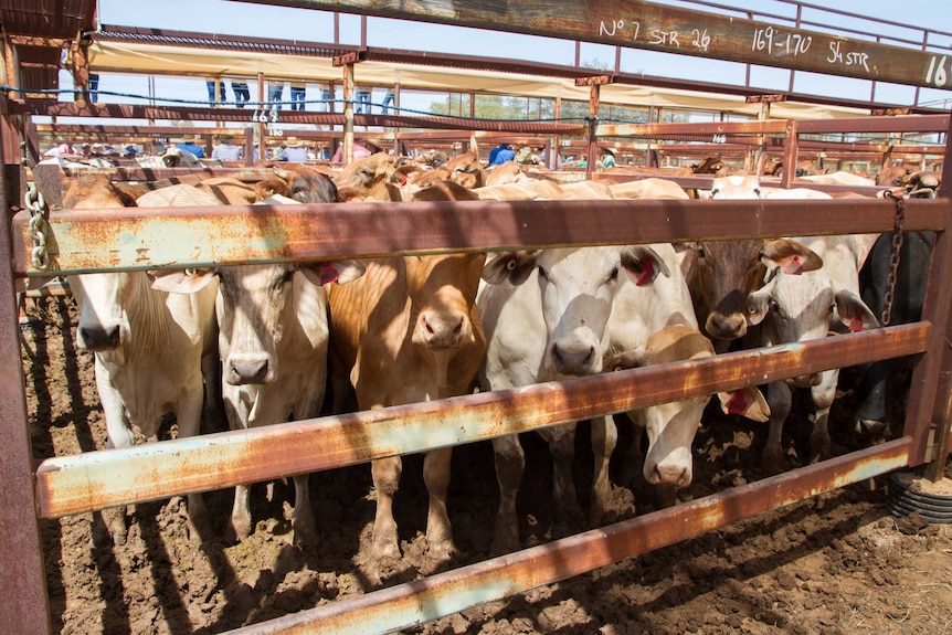 Cattle in pens at the Longreach saleyards