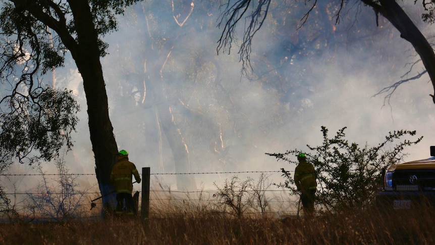 Firefighters watch smoke rise over eucalypt trees.