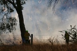 Firefighters watch smoke rise over eucalypt trees.