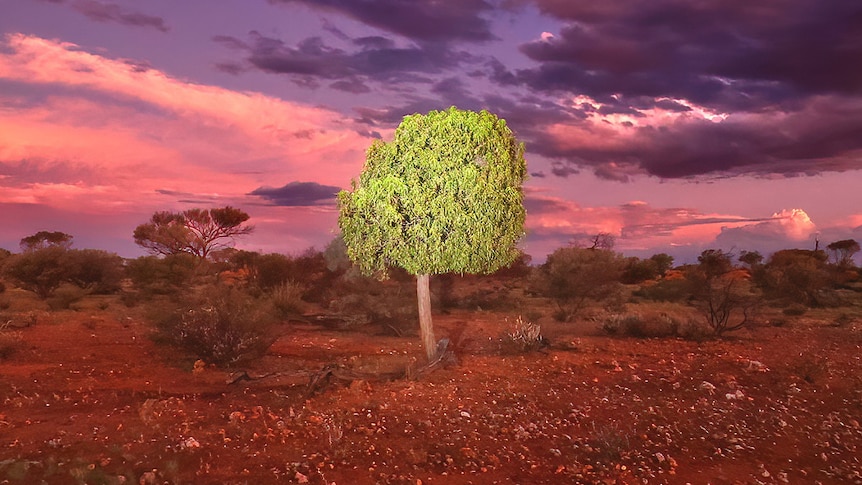 A desert kurrajong tree sits against a purple night sky.