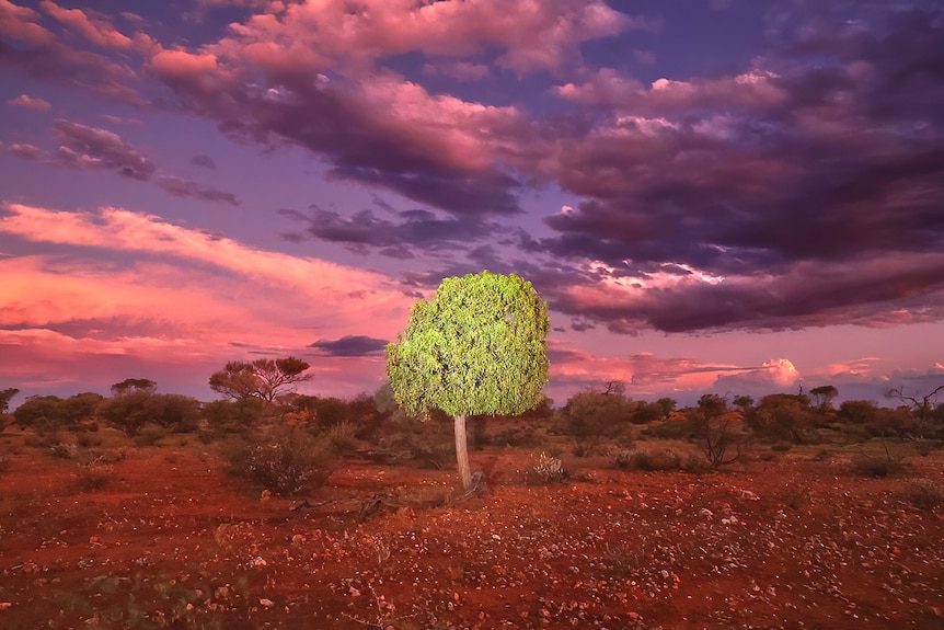 A Desert Kurrajong tree sits against a purple night sky