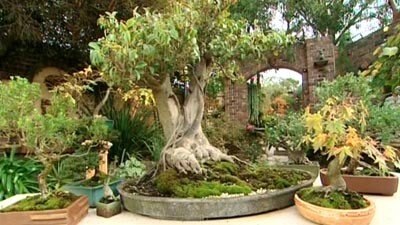 Native Bonsai - Gardening Australia