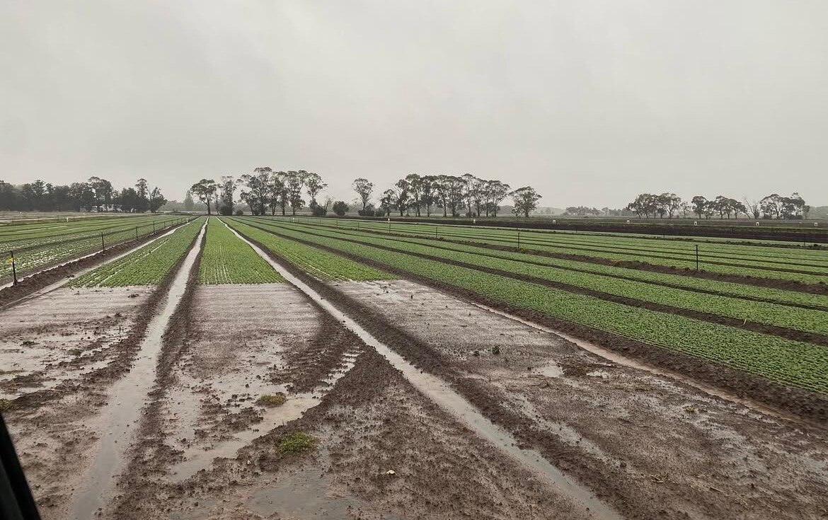 Inundación de una planta de espinacas.